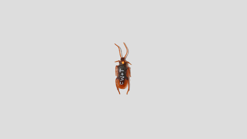 Roach